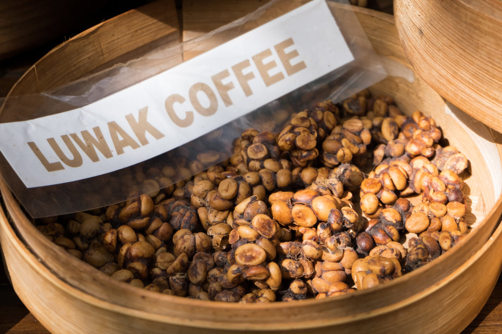 Kopi Luwak 100% - Daily Bean Coffee 