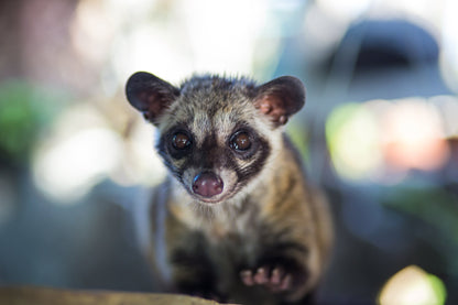 Kopi Luwak 10% Blend - Daily Bean Coffee 